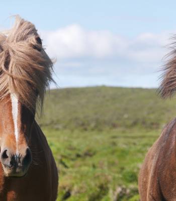 Konie islandzkie