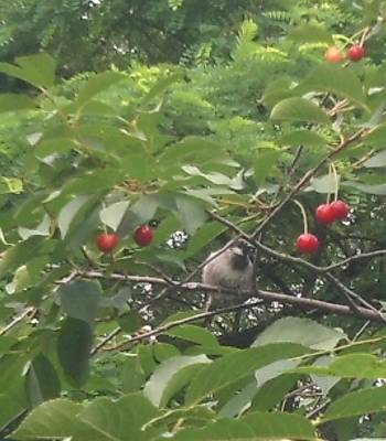 Sparrows in the garden.