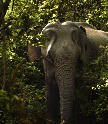Słonie podobno przynoszą szczęście. Yala, Sri Lanka.