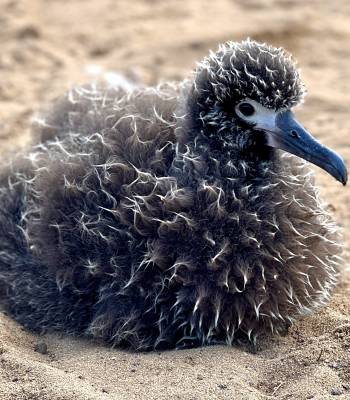 Młody Albatros